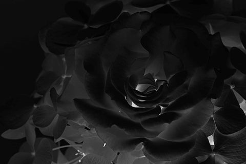 Black Velvet Rose