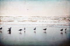 Shoreline Watch
