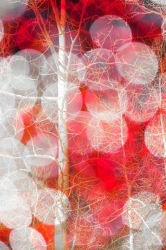 White Tree