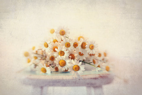 White Daisies