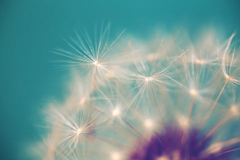 Dandelion Puffs