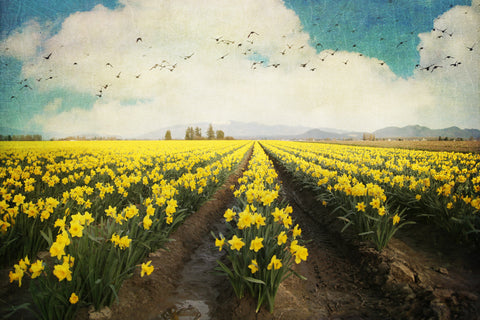Flower Rows