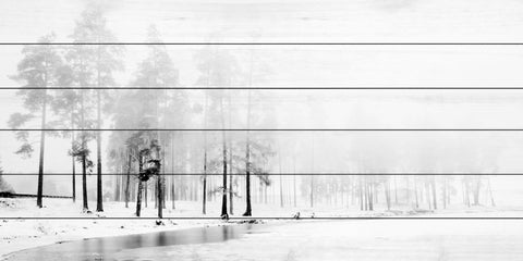 Snowy Trees