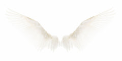 White Wings