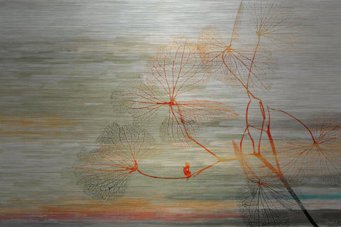 Kelp