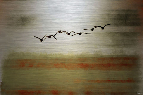 Sun Flight