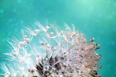 Dandelion Two