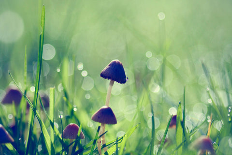 Fairy Garden