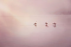 3 Gulls