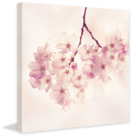 Cherry Blossoms