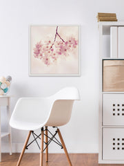 Cherry Blossoms