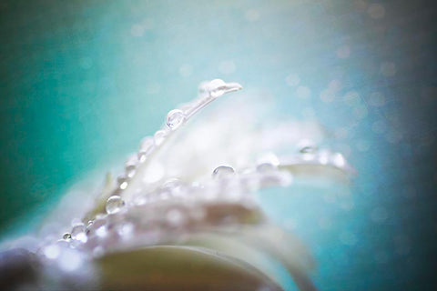 Daisy and Waterdrops